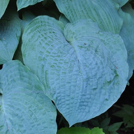 Hosta 'Powder Blue'