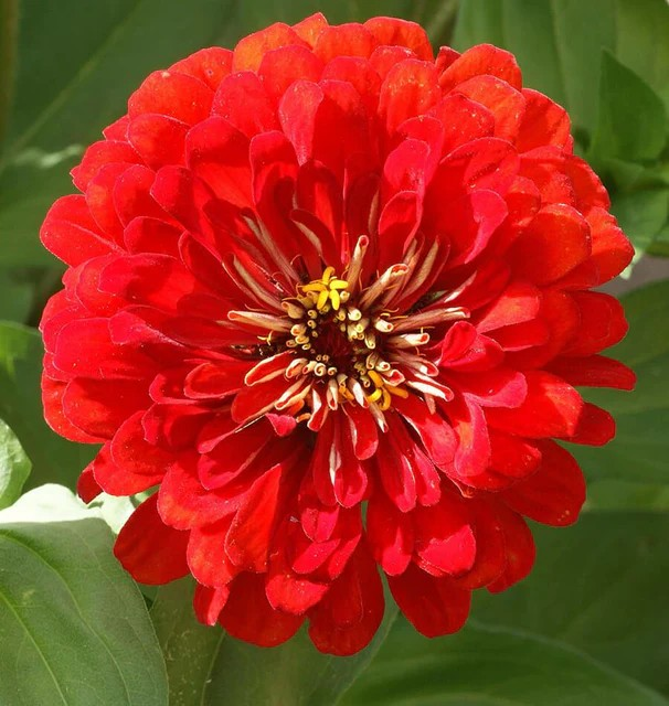 Zinnias - Cherry Queen