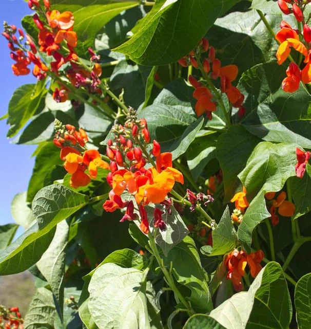 Beans - Scarlet Emperor