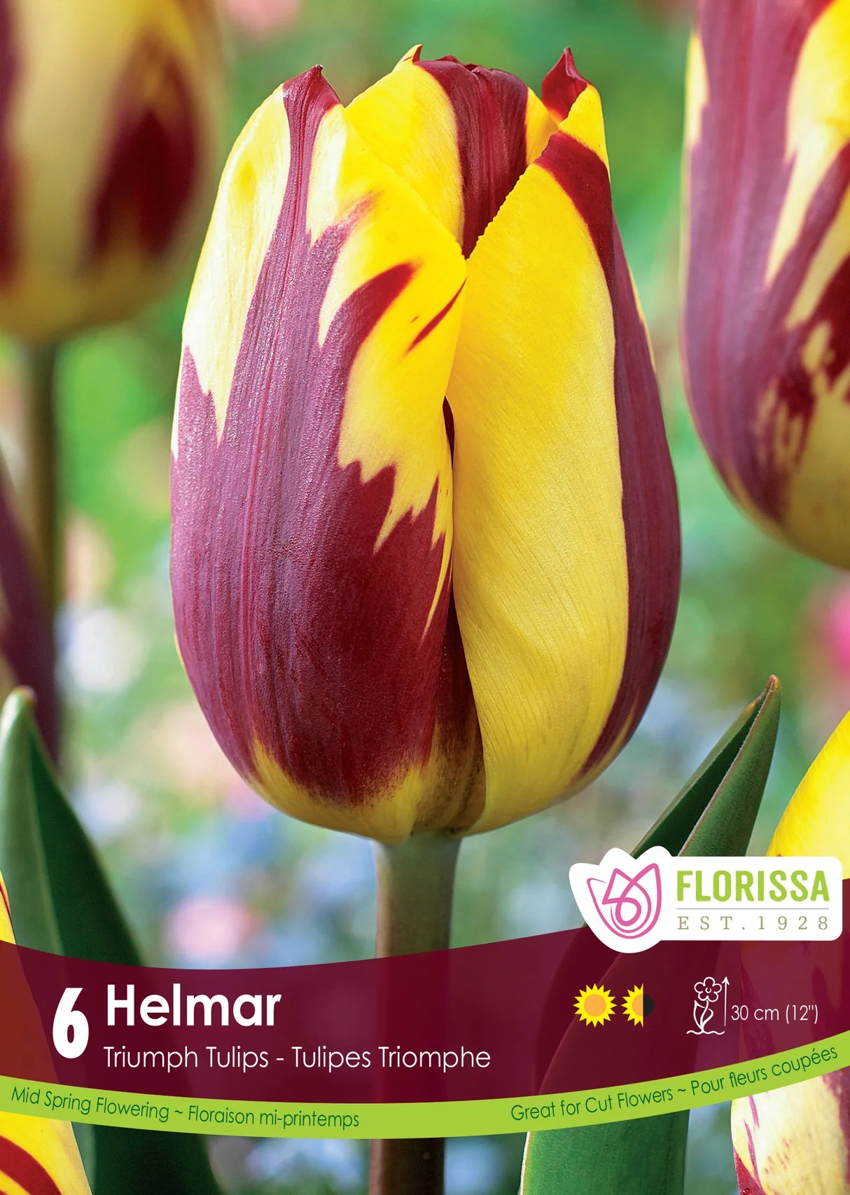 Tulipa Triumph 'Helmar'
