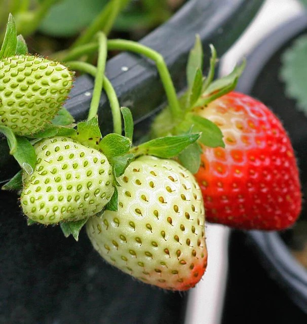 Strawberry - Fresca