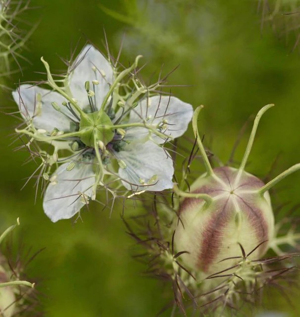 Nigella - Persian Jewels