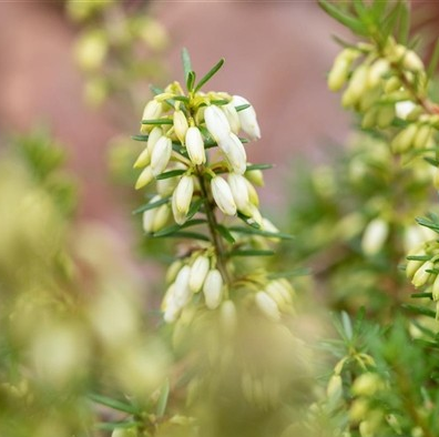 Erica carnea 'Steffi'