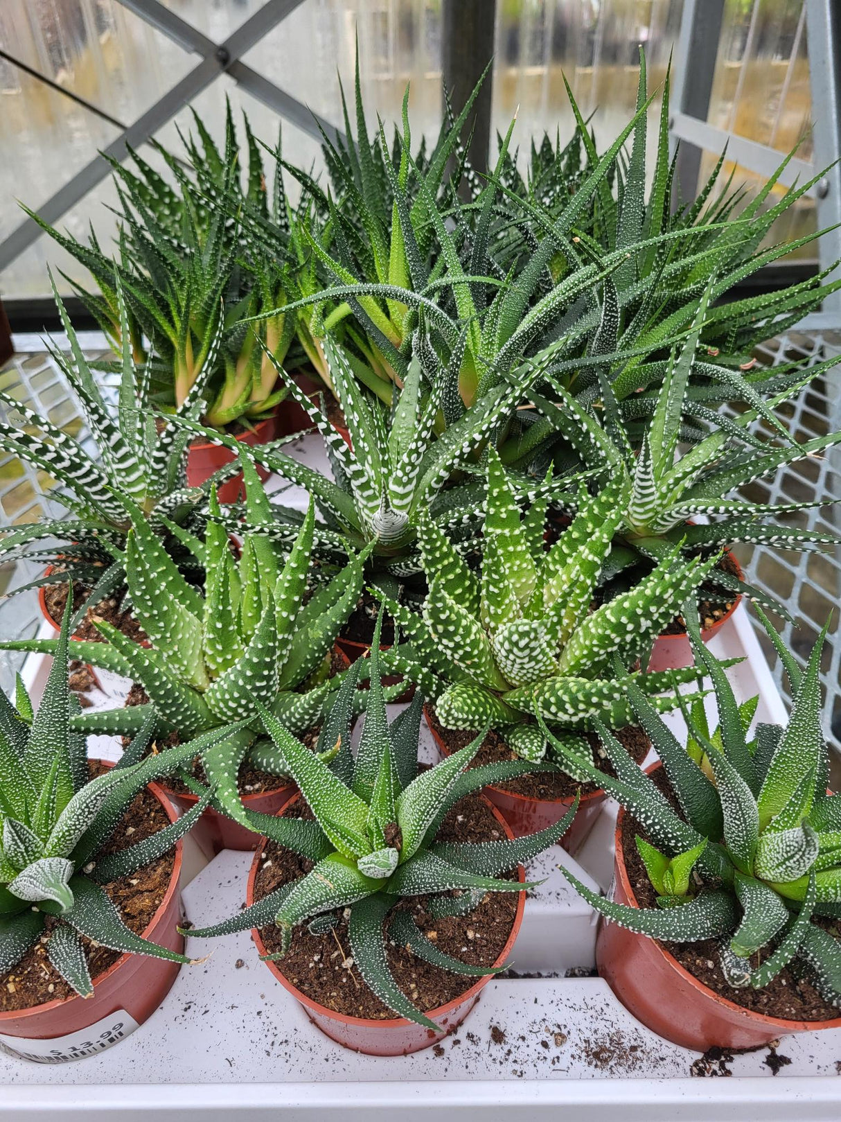 Haworthia