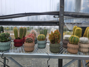 Cacti Collection