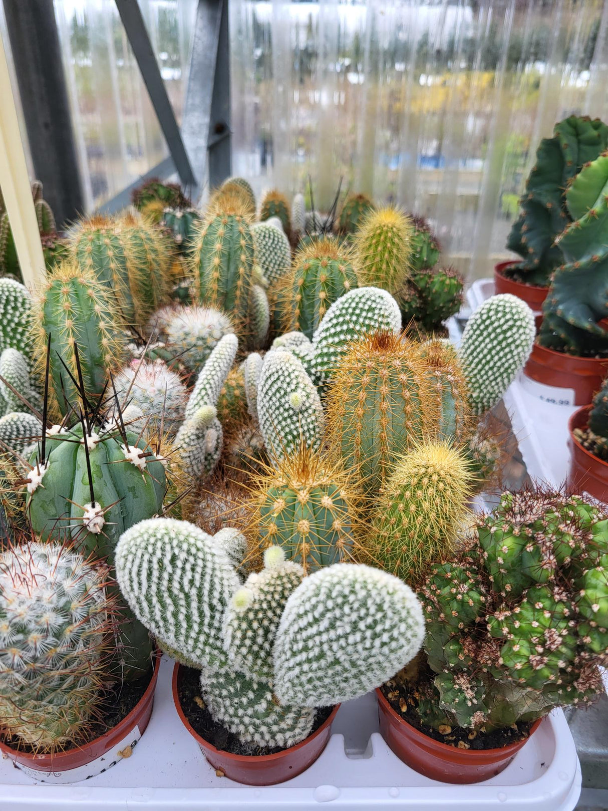 Cactus Combo