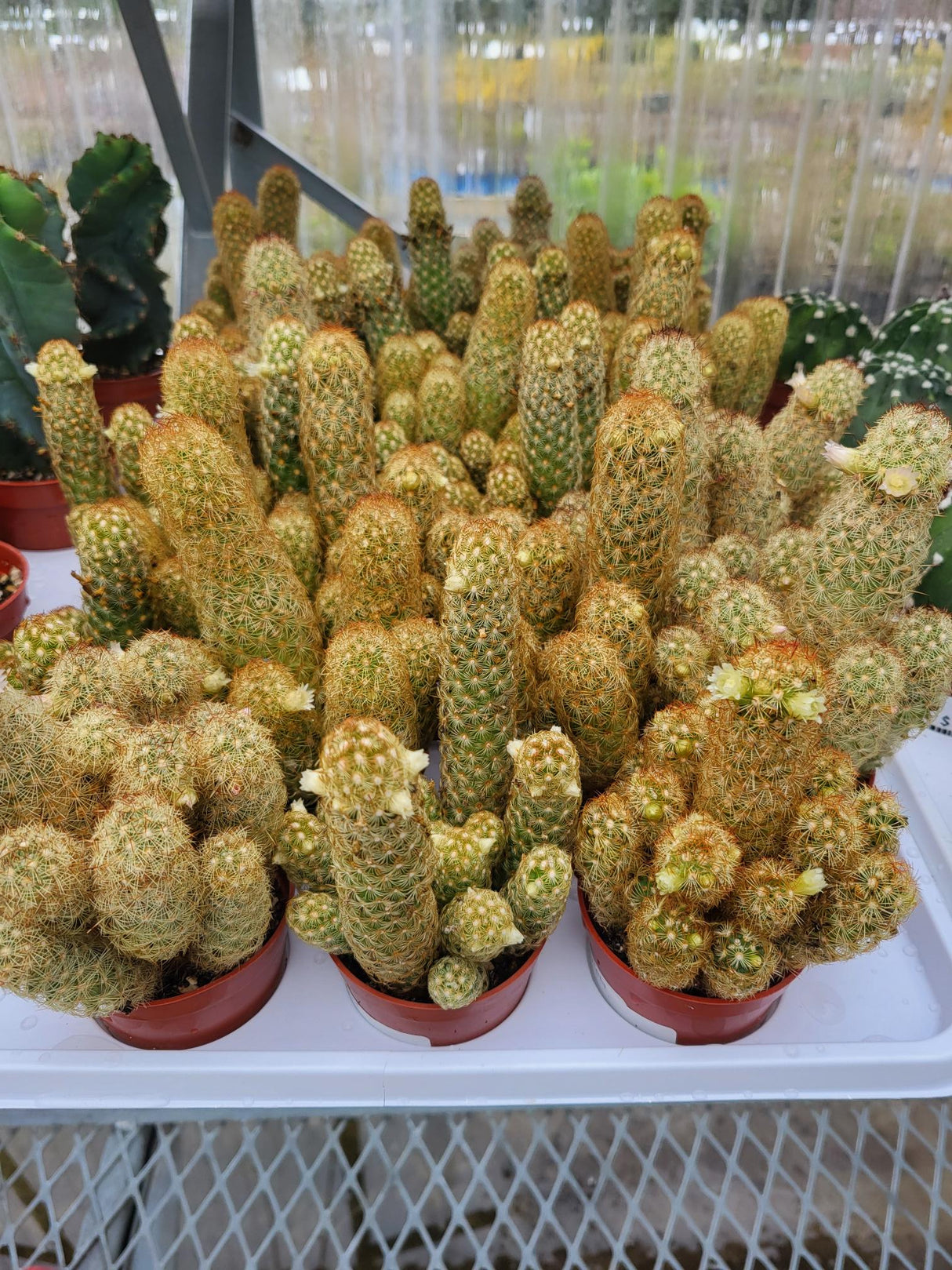 Lady Fingers Cactus