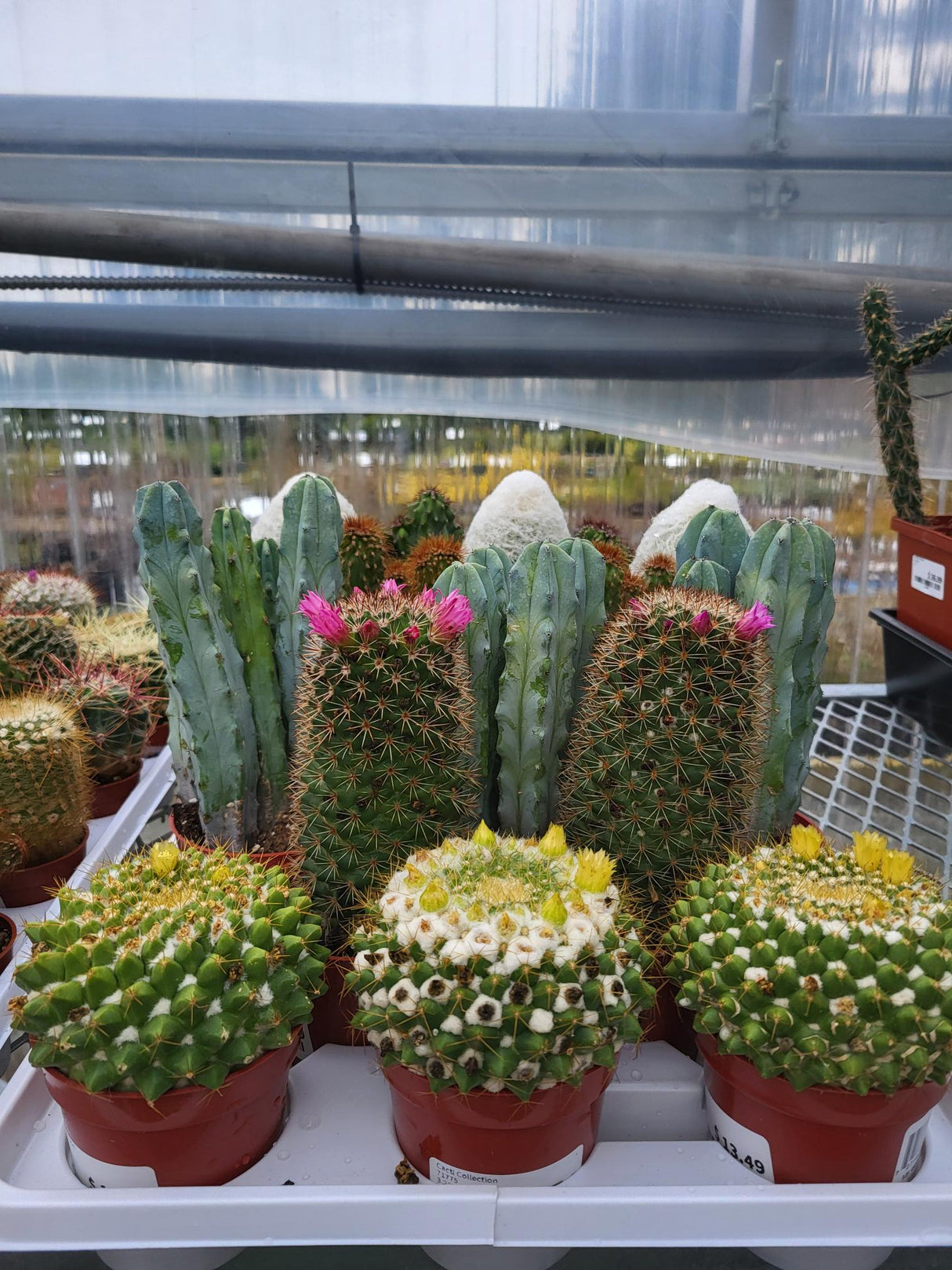 Cacti Collection