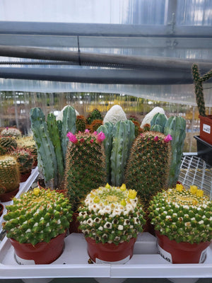Cacti Collection