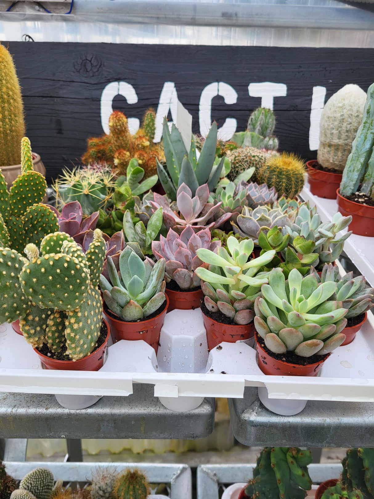 Succulent/Cacti Assortment