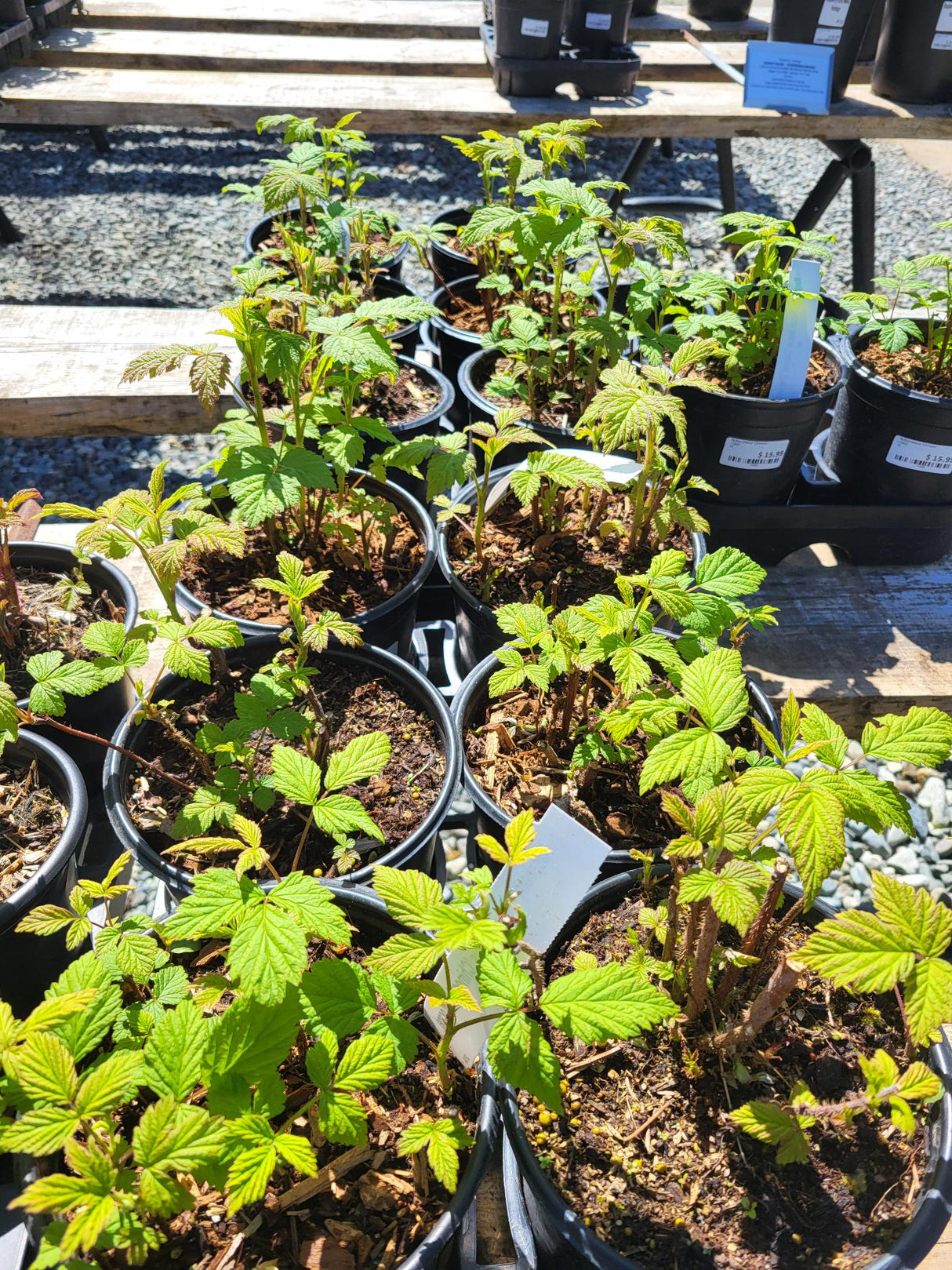 Rubus idaeus 'Chinook'