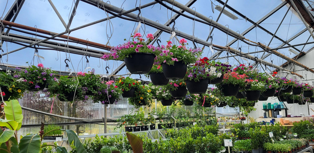 Andersen's Hanging Basket -  Sun
