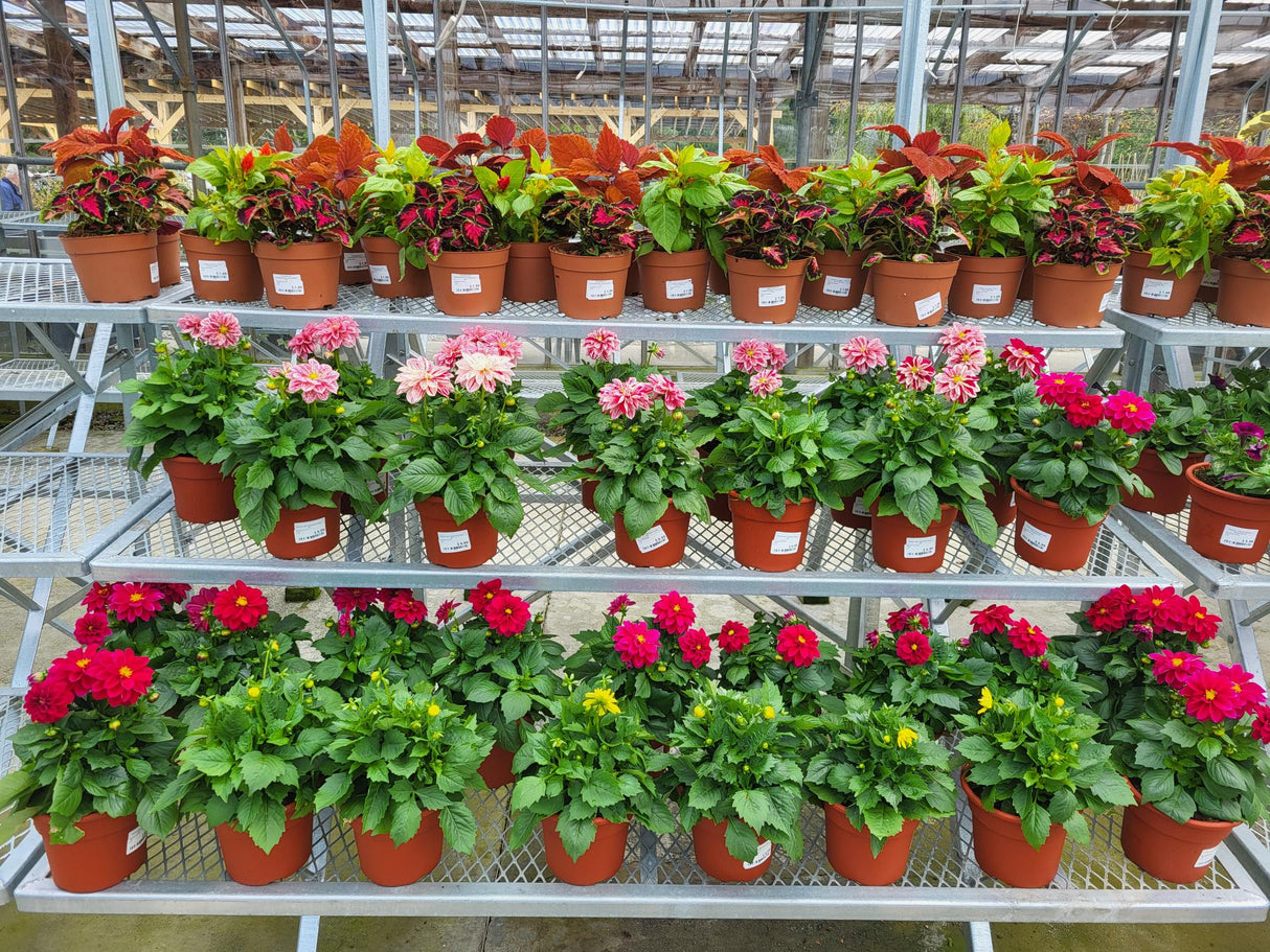 Assorted Annuals