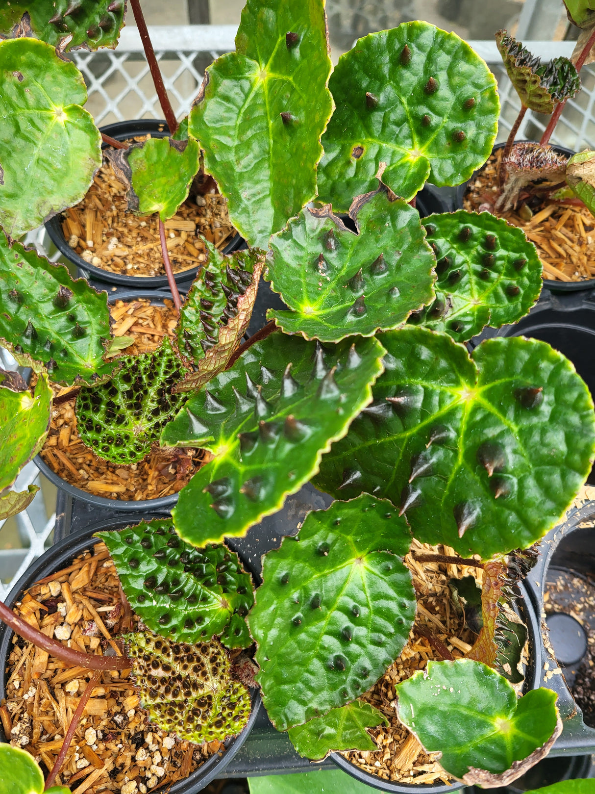 Begonia "Ferox"