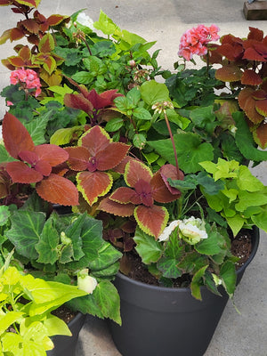 Green Thumb Planter