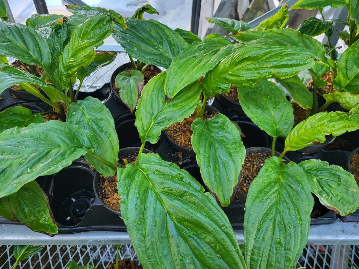 Tacca chanterii