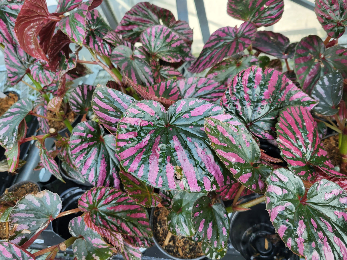Begonia brevirimosa 'Exotica'