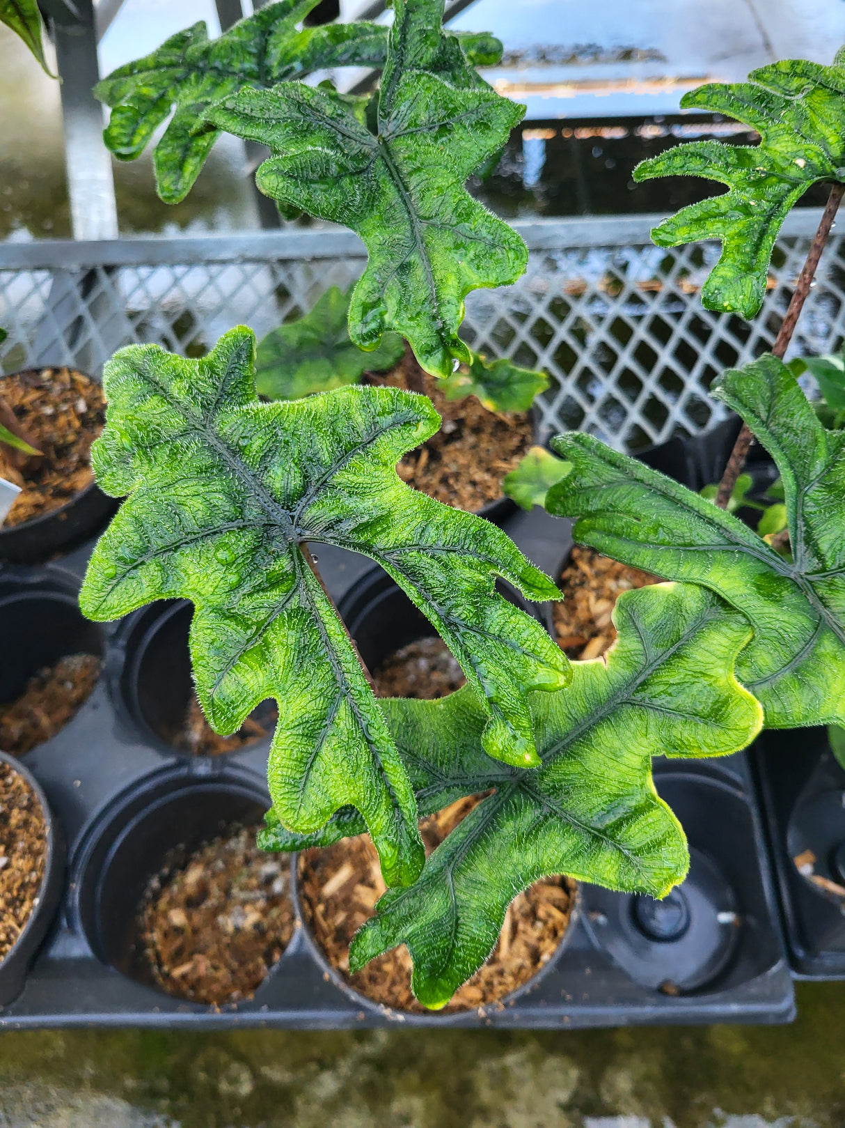 Alocasia 'Jacklyn'