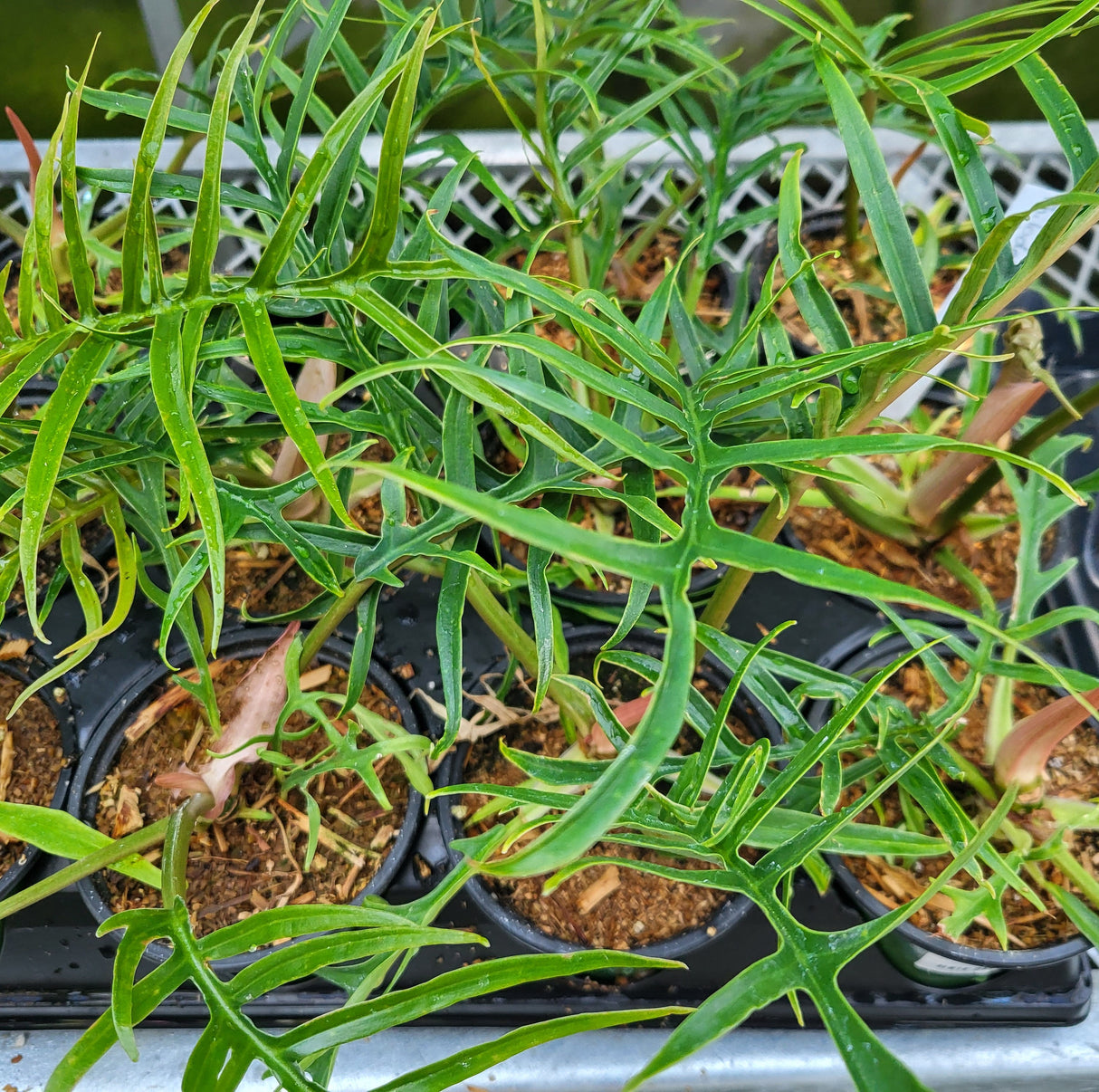 Philodendron bipinnatifidum ‘Tortum’