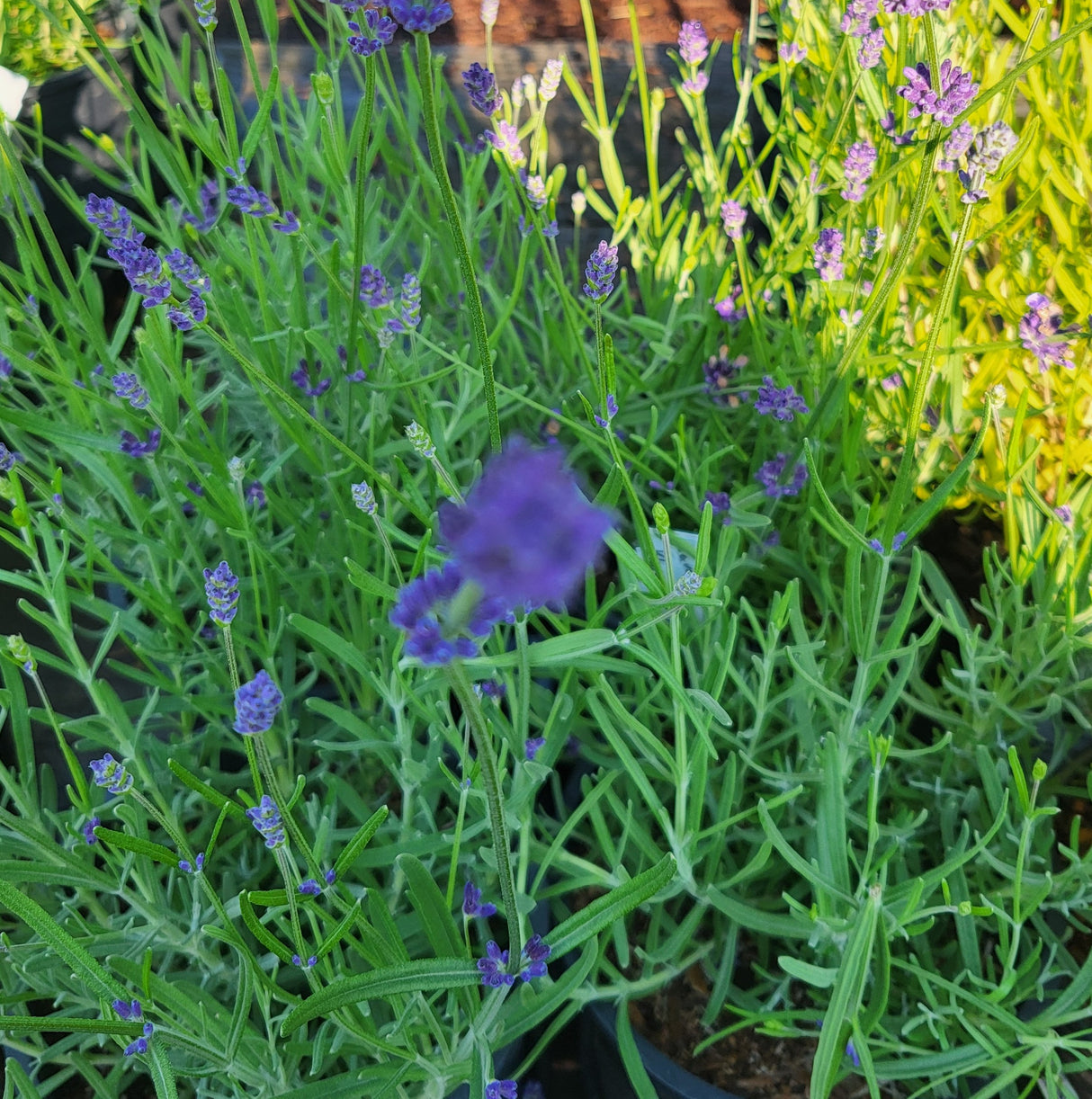 Lavandula 'Blue Spirit Purple Blue'