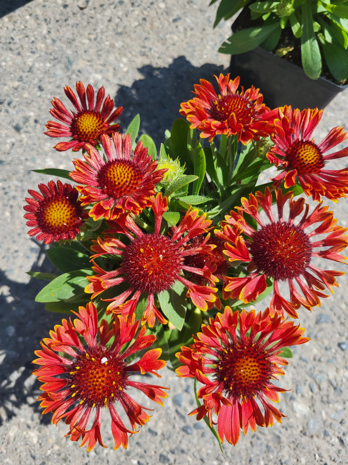 Gaillardia 'Spintop Mariachi Red Sky'