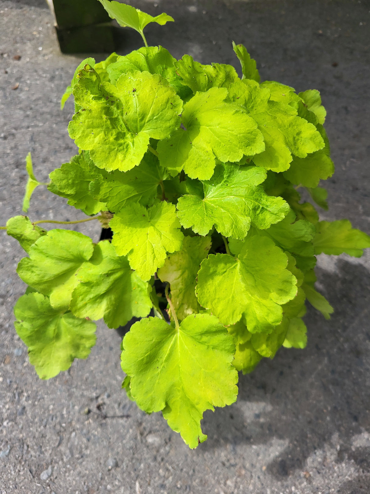 Heucherella 'Happy Hour Lime'