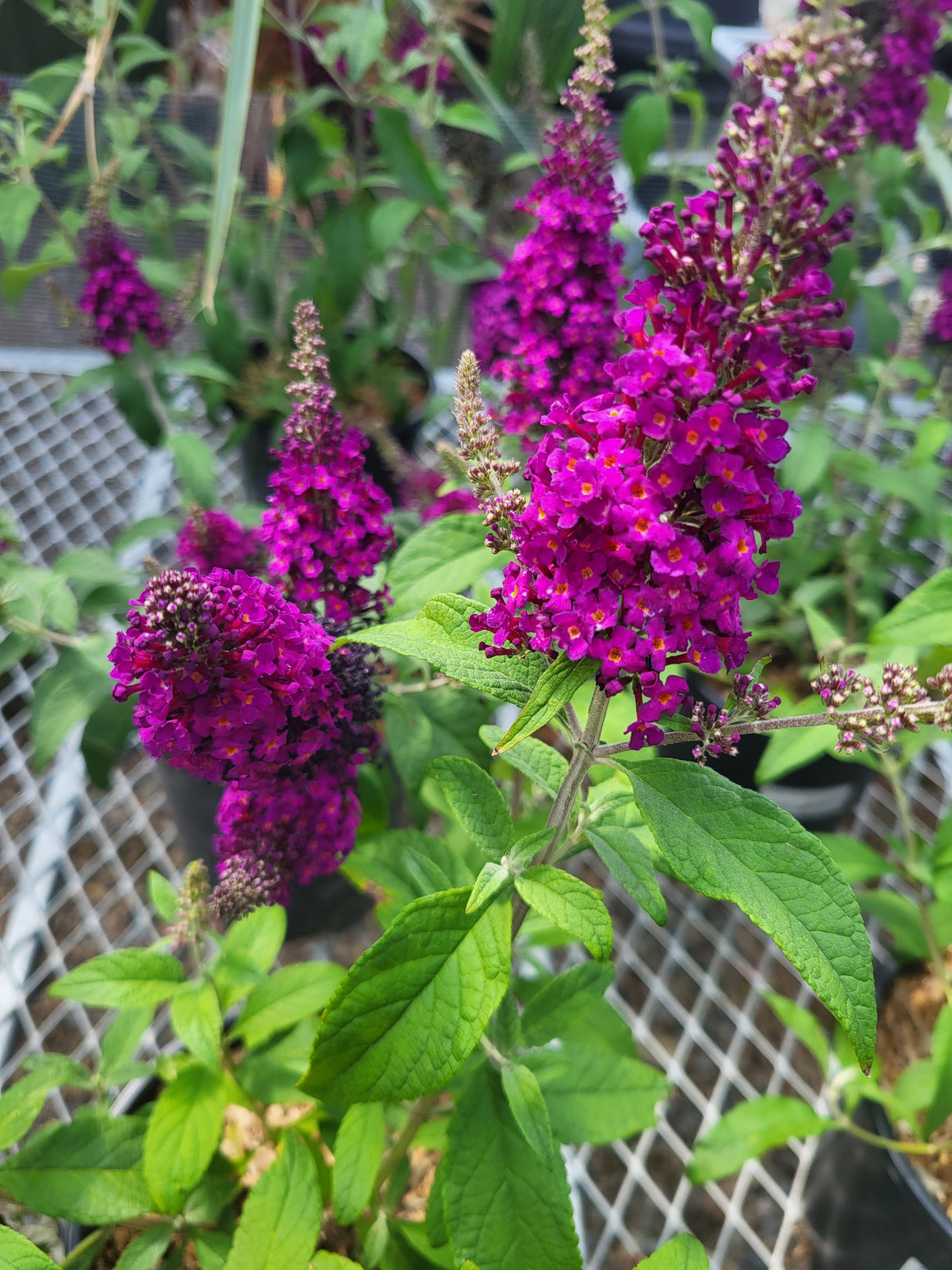 Buddleia 'Chrysalis Cranberry'