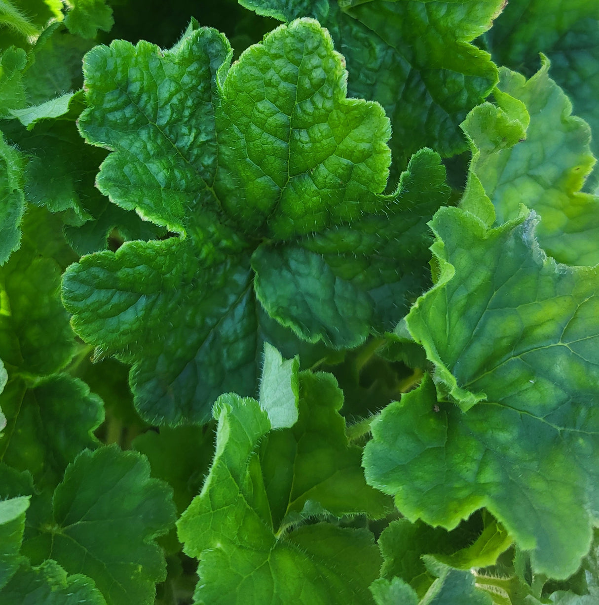 Tellima grandiflora