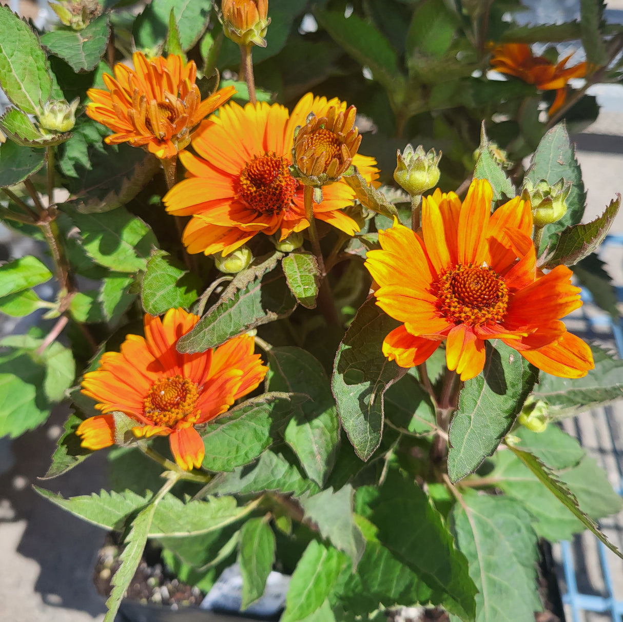 Heliopsis 'Sole D'Arancia'