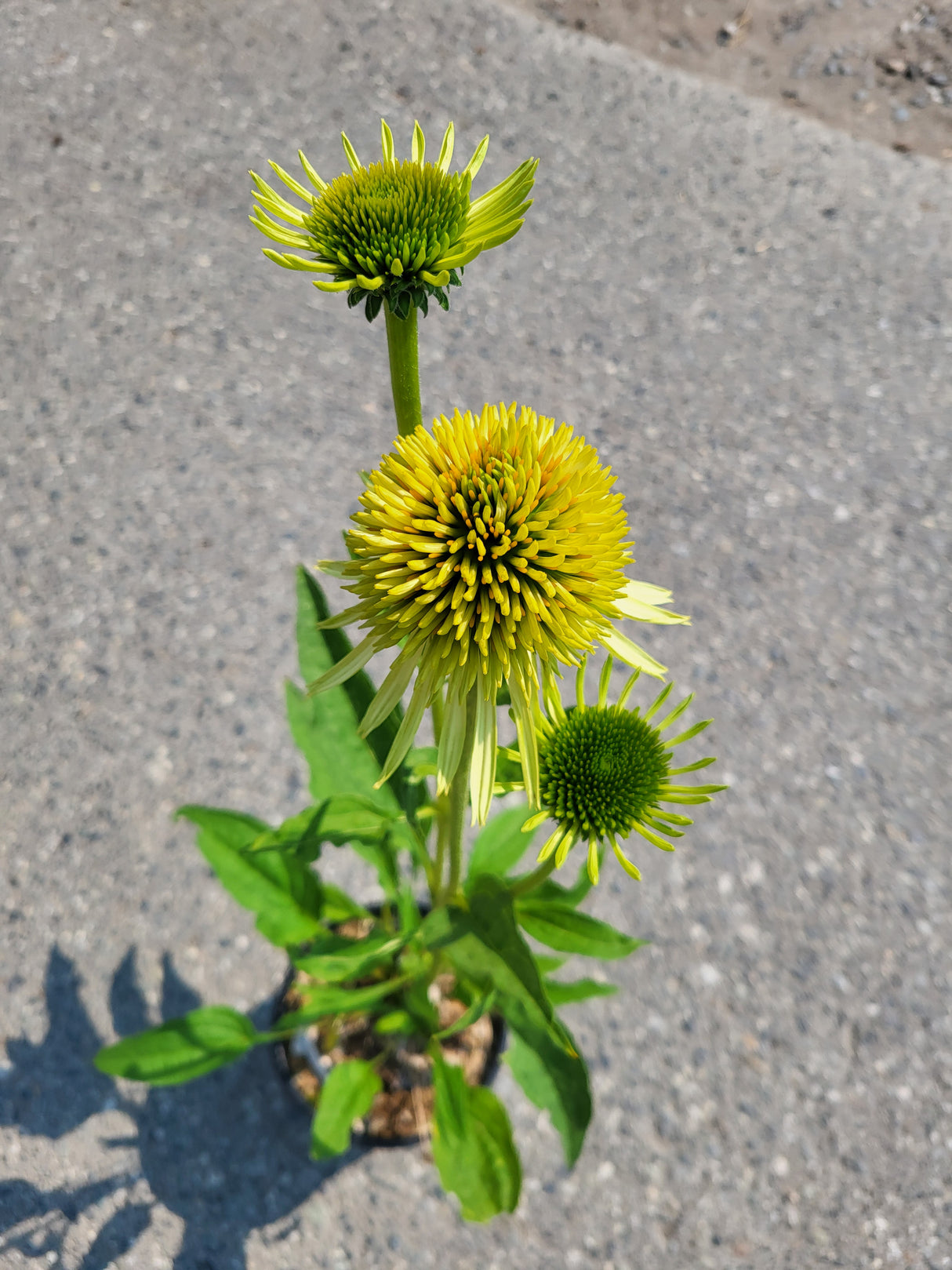 Echinacea Supreme 'Lime'
