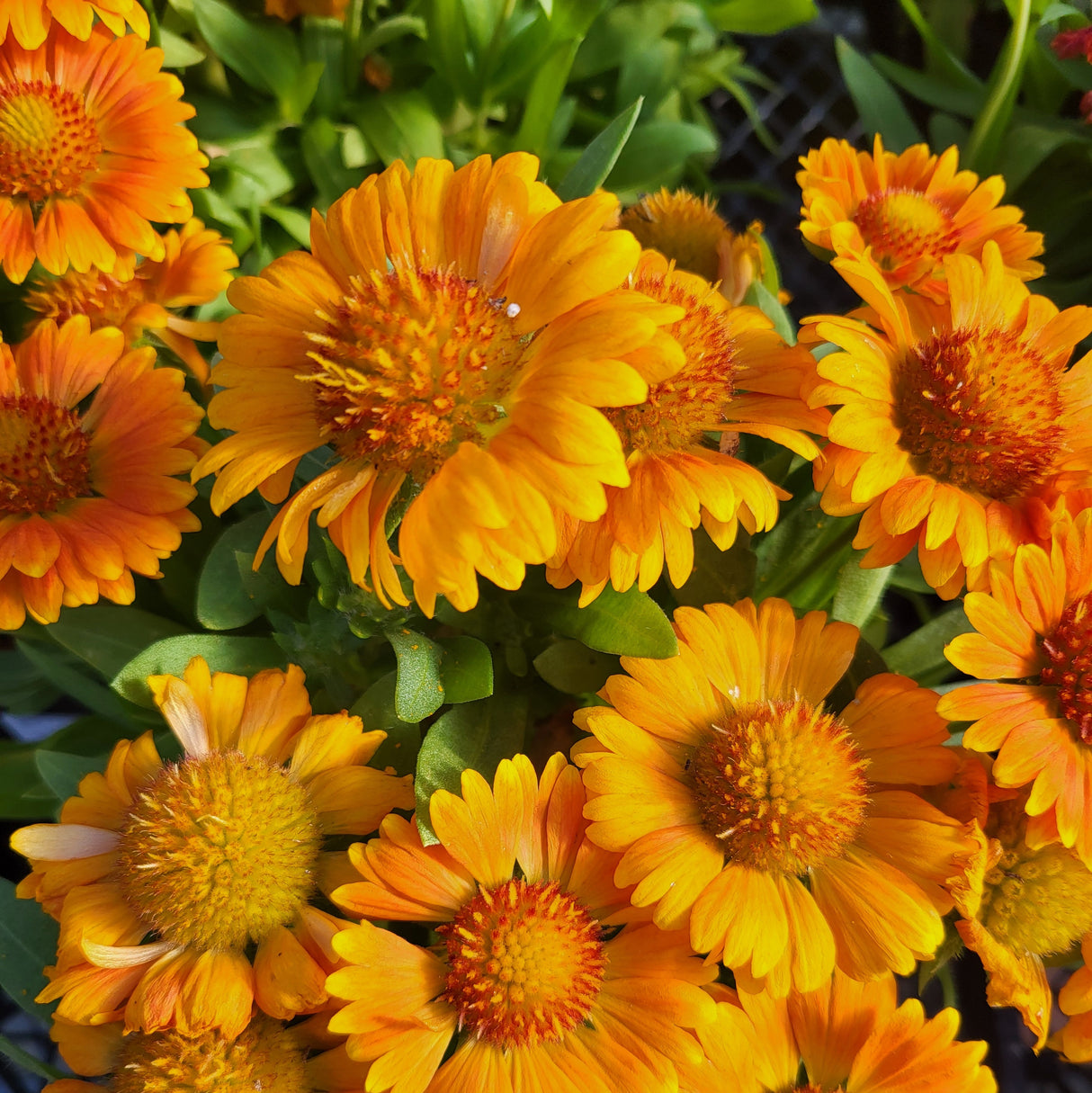 Gaillardia 'Gusto Orange Zest'