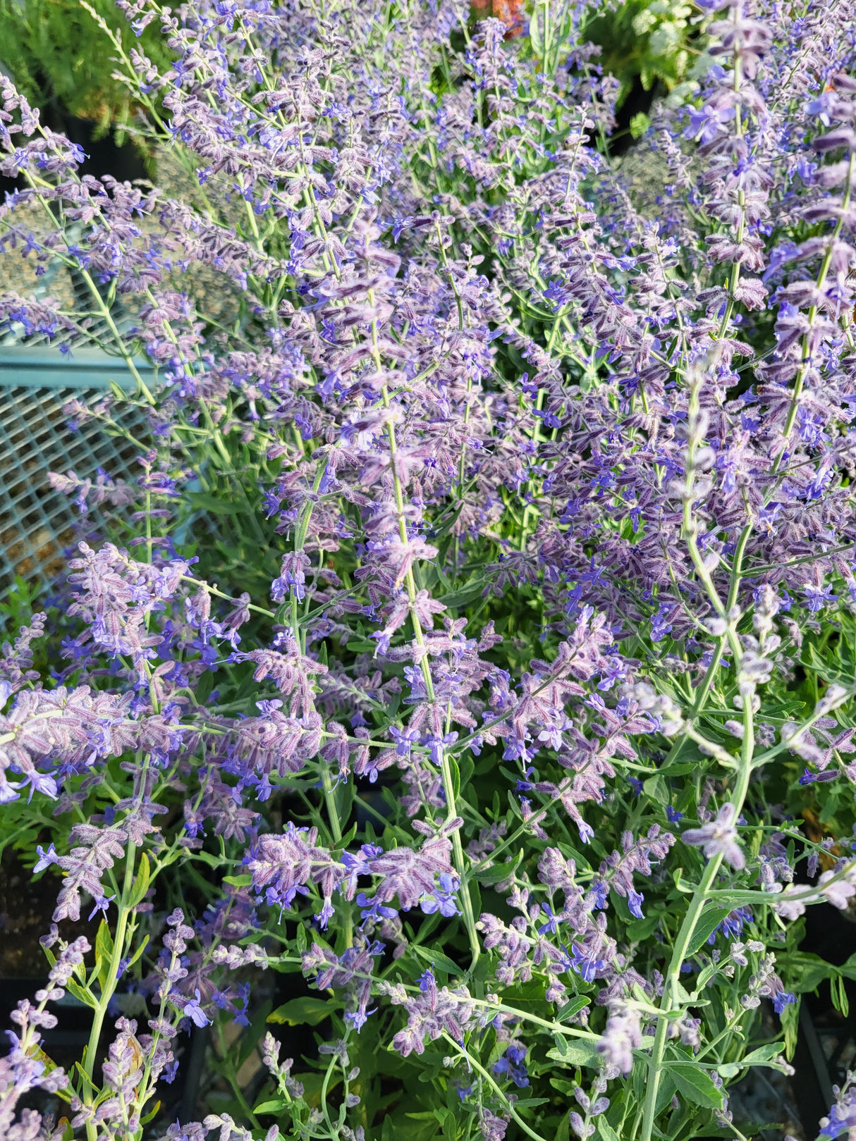 Perovskia 'Zephyr Blue'