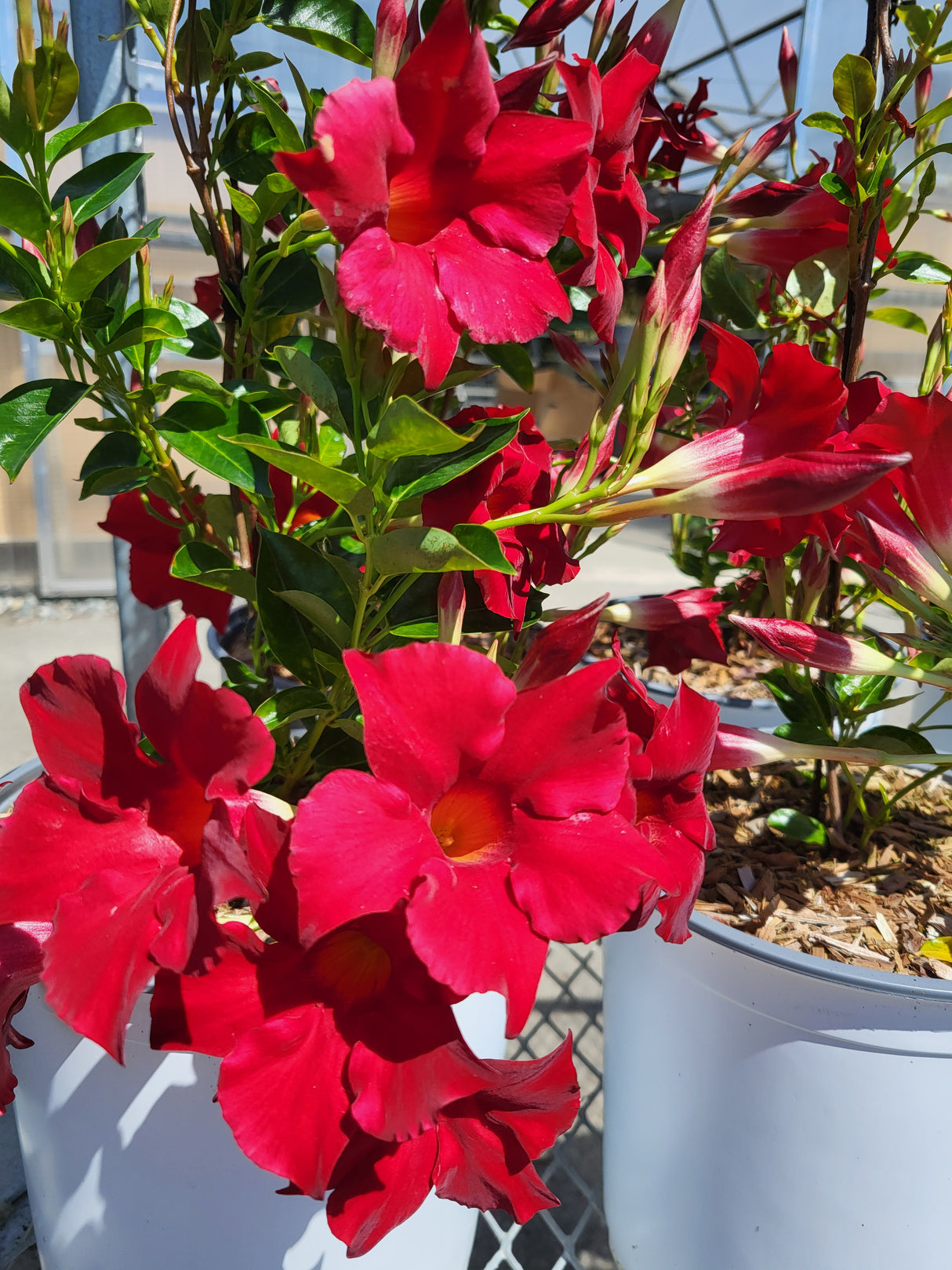 Mandevilla sanderi 'Davina Compact Fast Red'