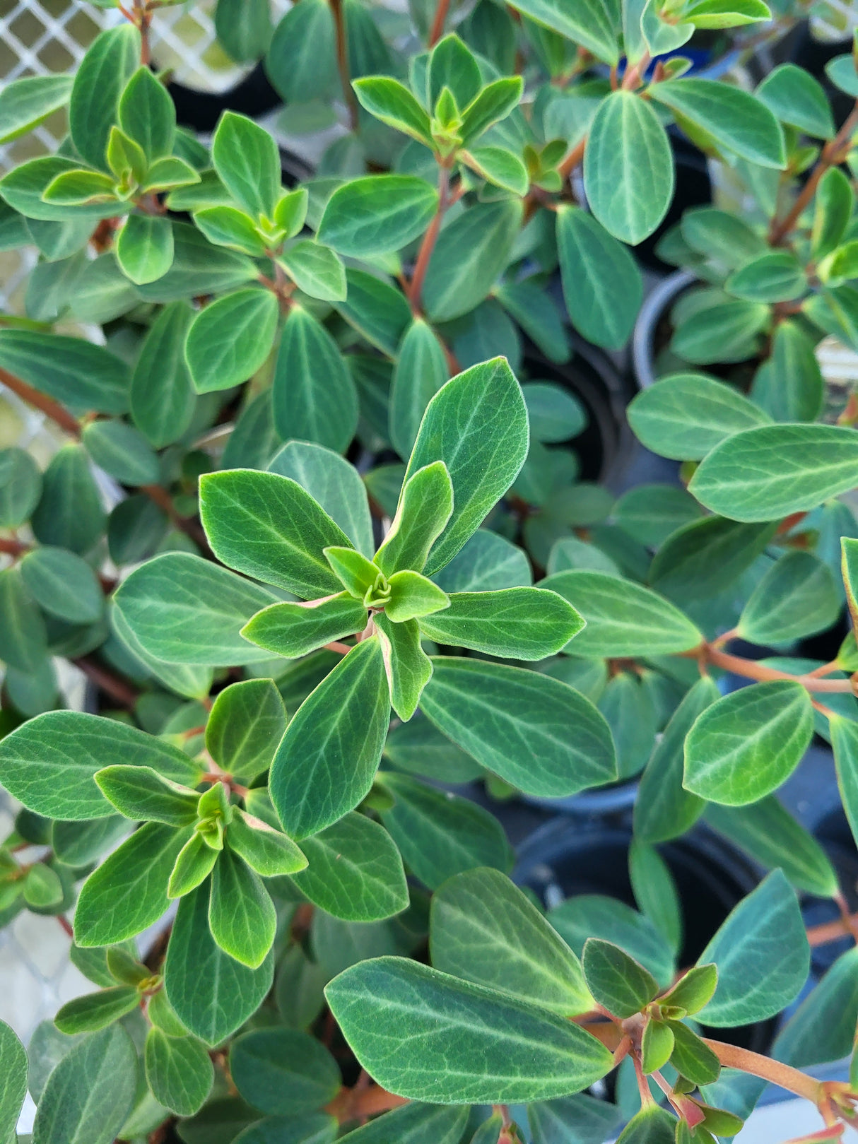 Peperomia 'Rubella'