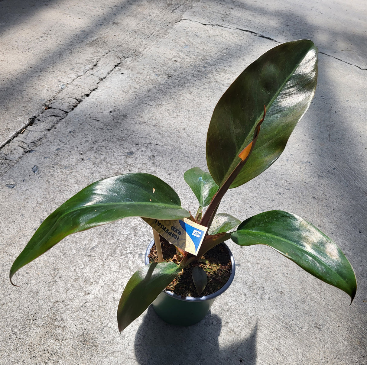 Philodendron 'Imperial Red'