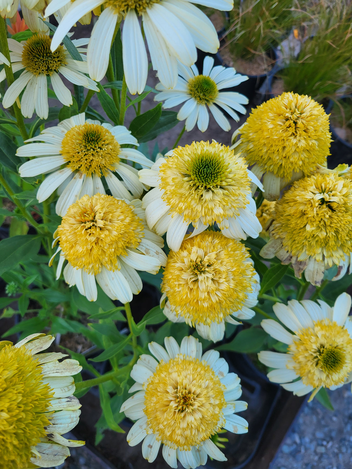 Echinacea 'Fried Egg'