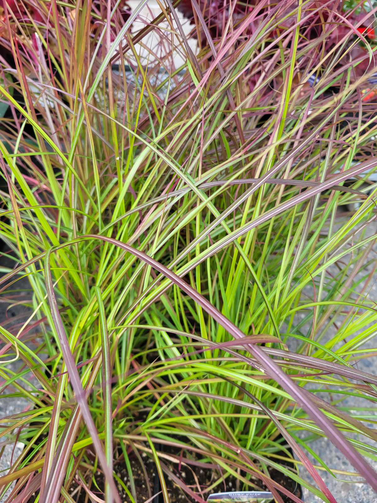Miscanthus sinensis 'Ruby Cute'