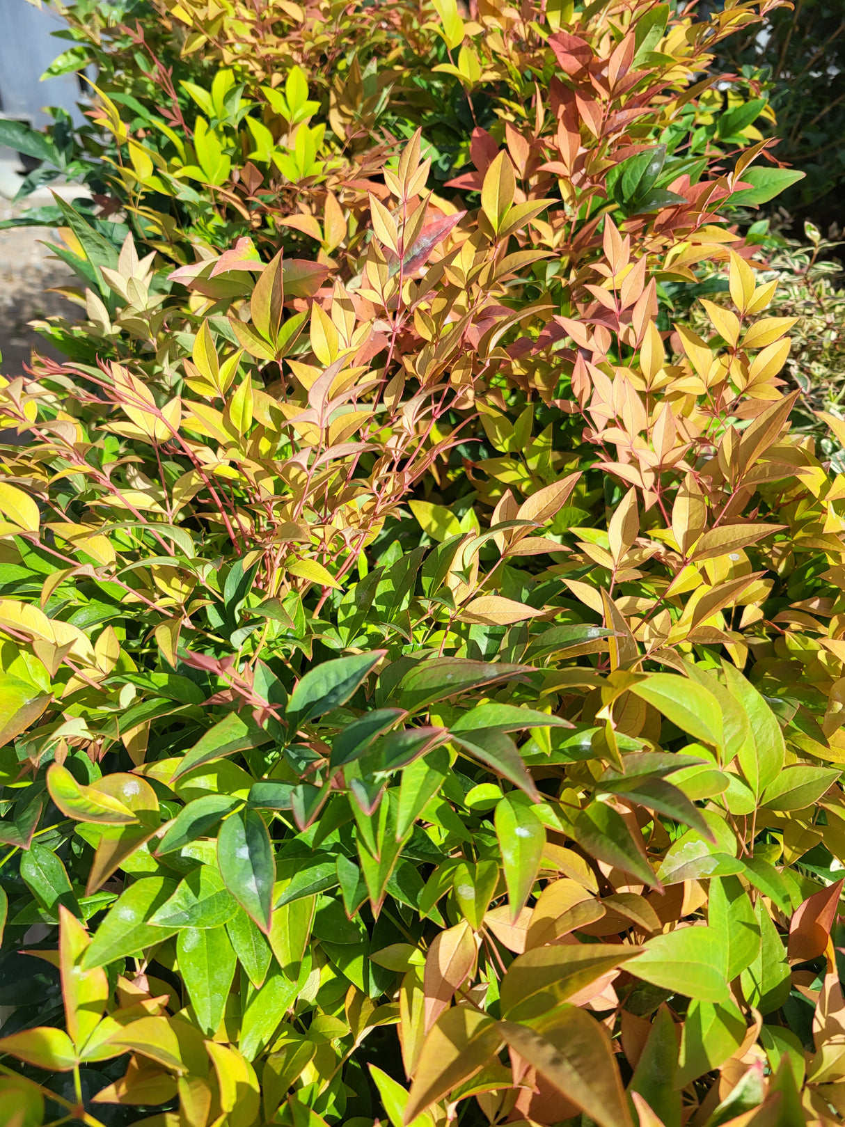 Nandina 'Colour Scape'