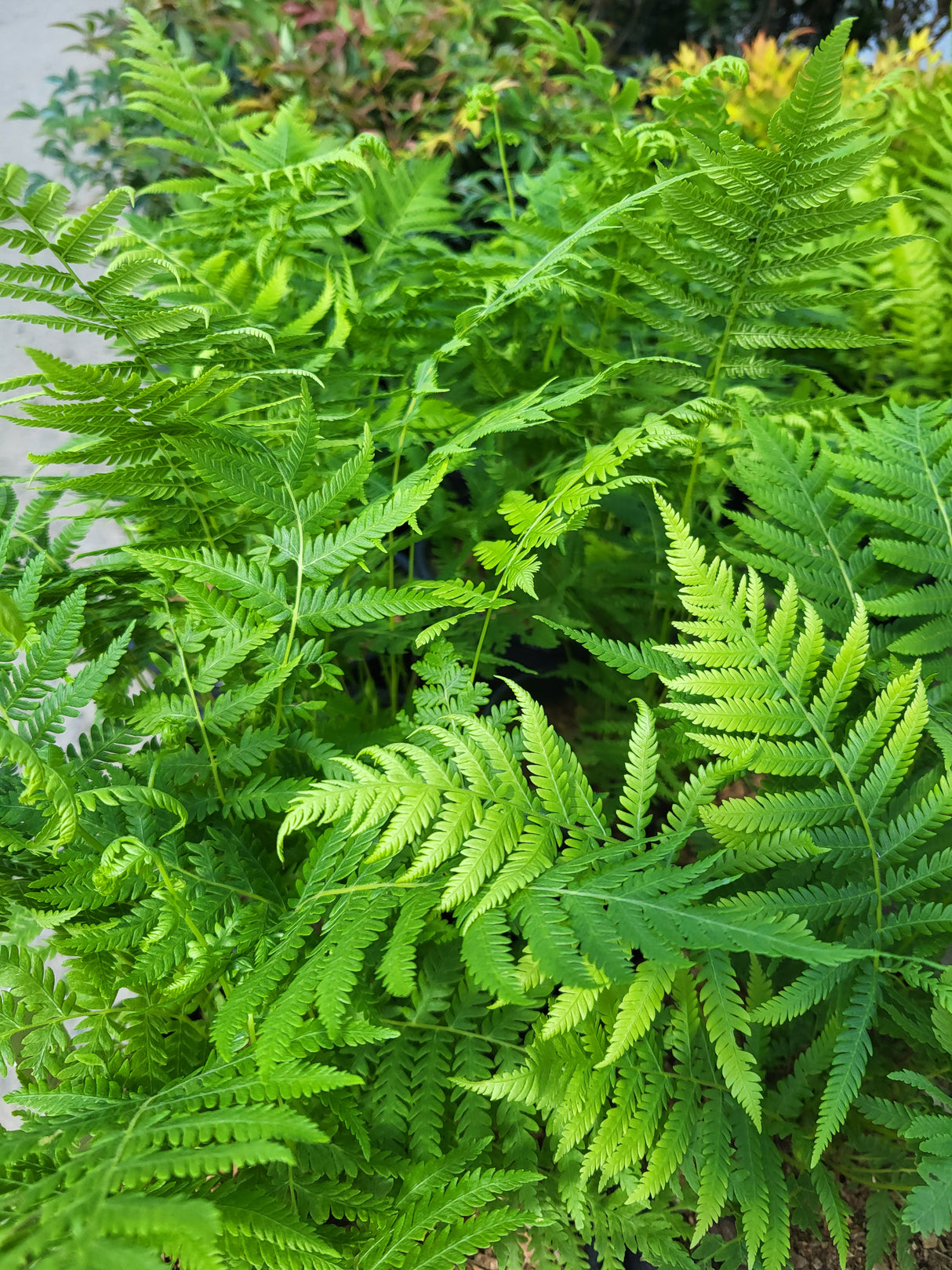 Thelypteris ovata var. lindheimeri