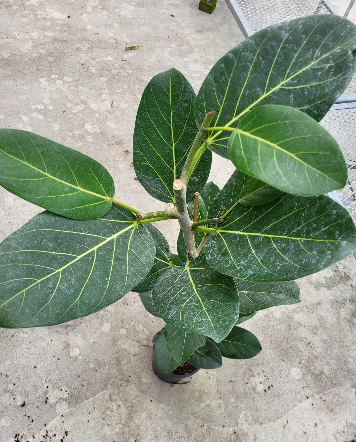 Ficus elastica 'Audrey'