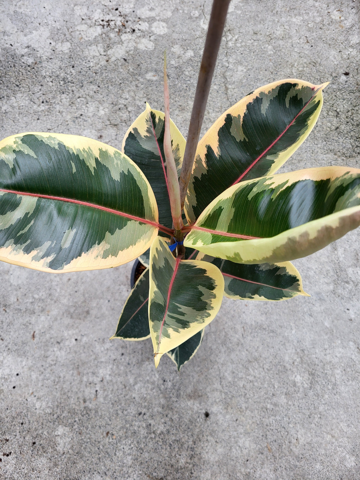 Ficus elastica 'Reflector'