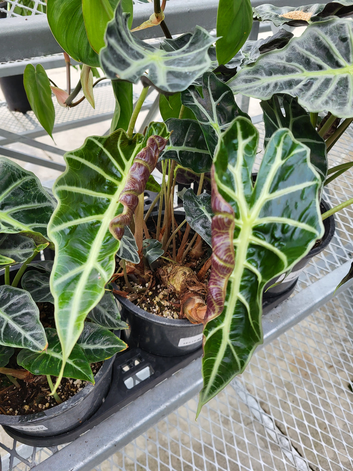 Alocasia 'Mandaley'