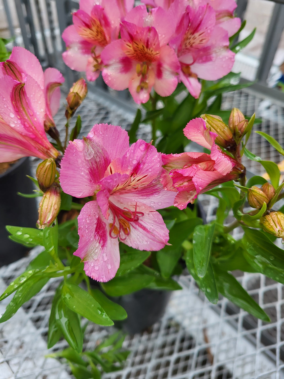 Alstroemeria 'Colorita Theresa'
