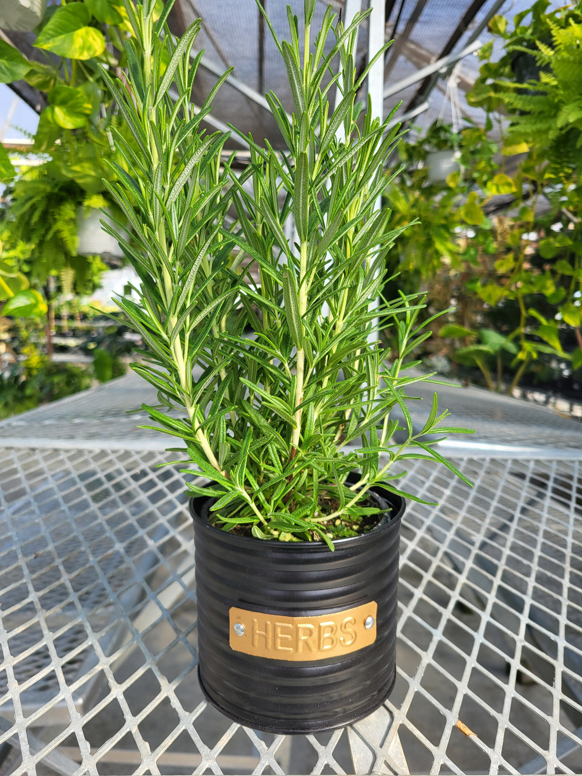 Herb Pot with Rosmary