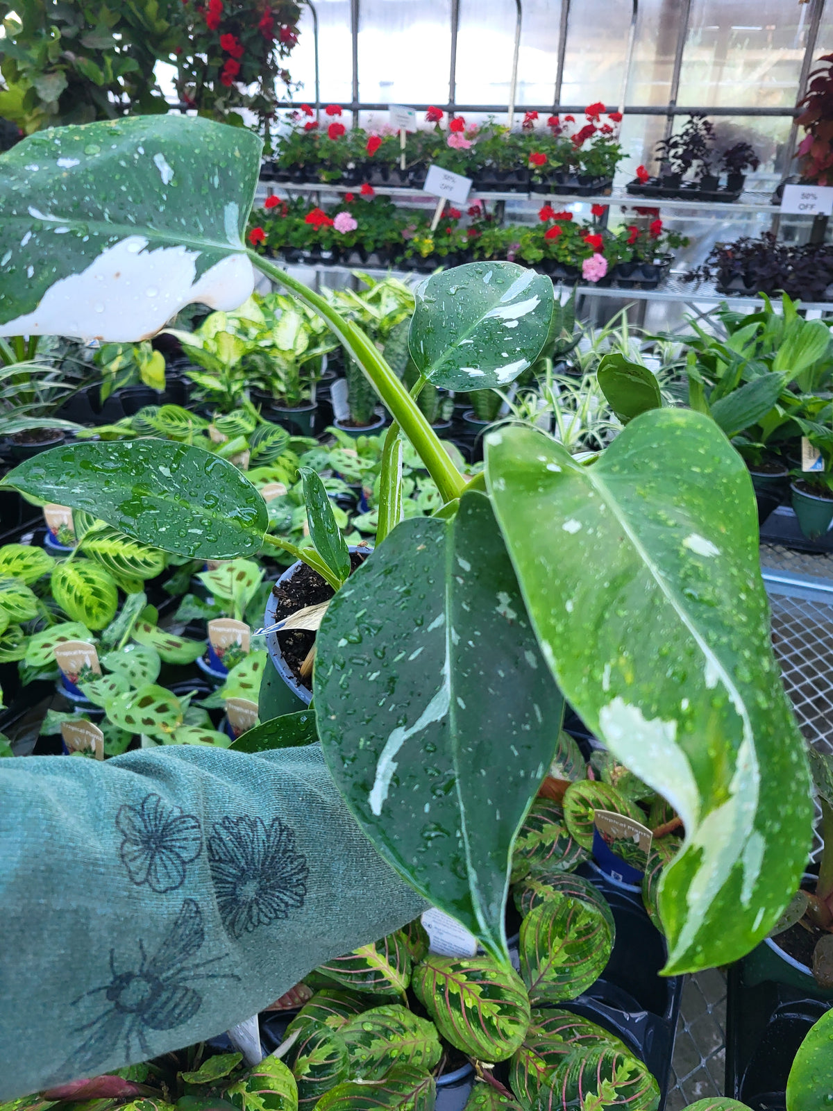 Philodendron 'White'