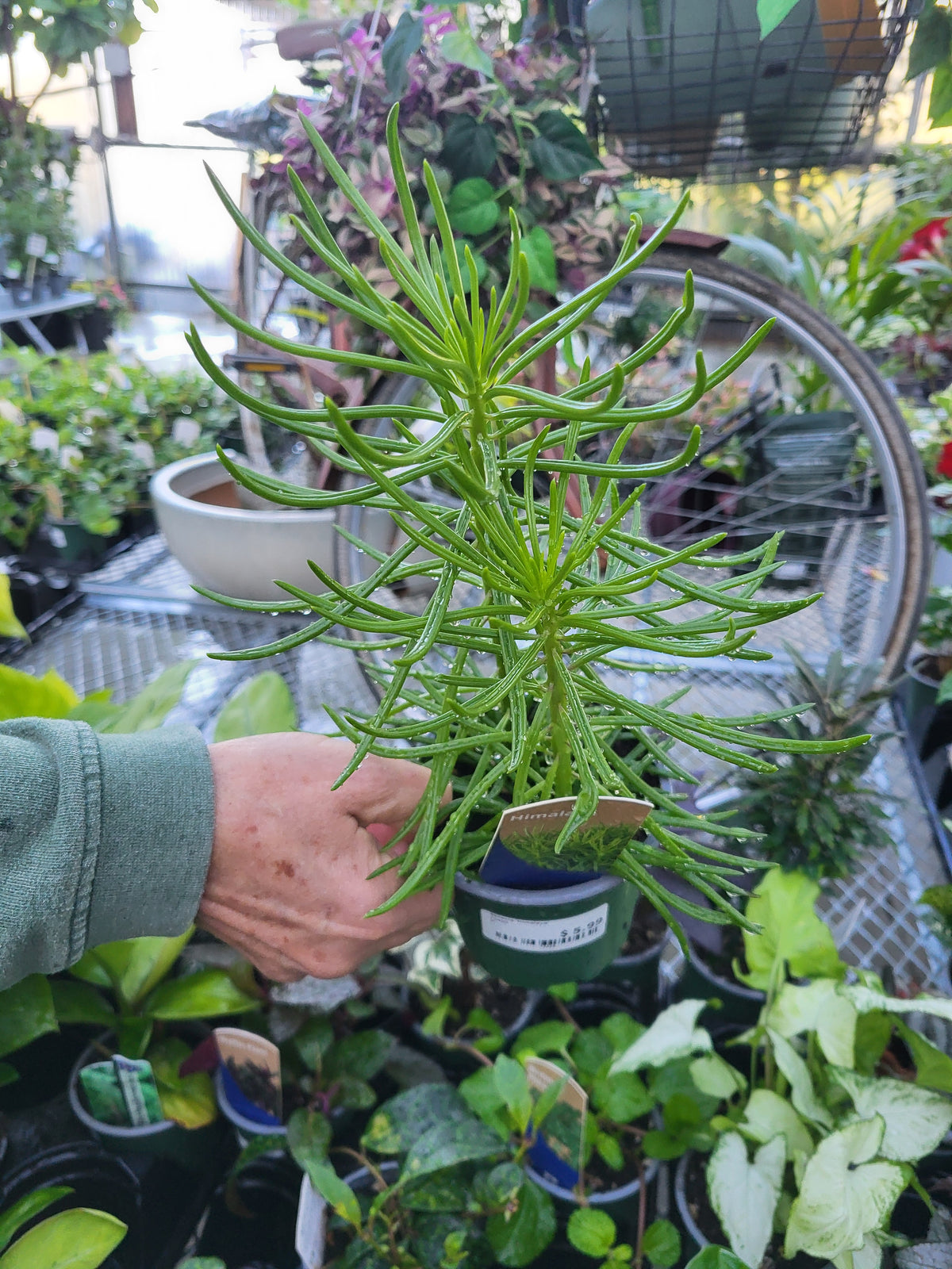 Senecia 'Himalaya'