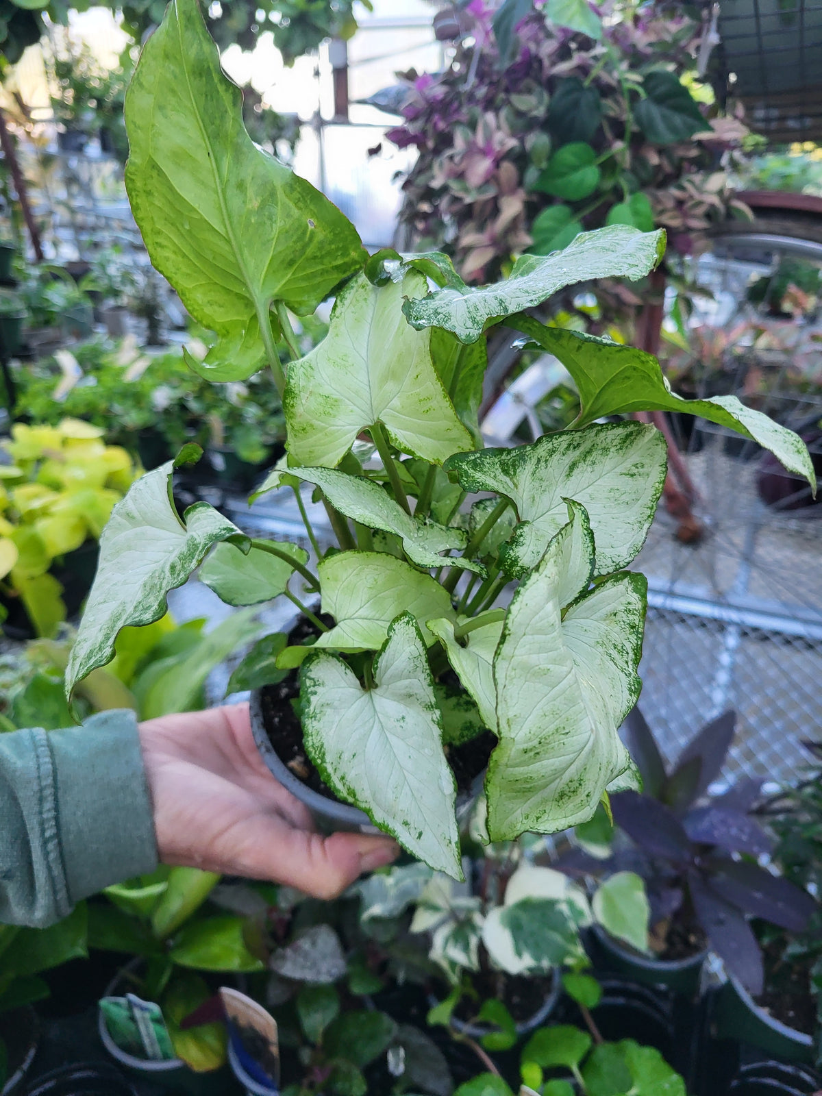 Nephthytis 'Holly'