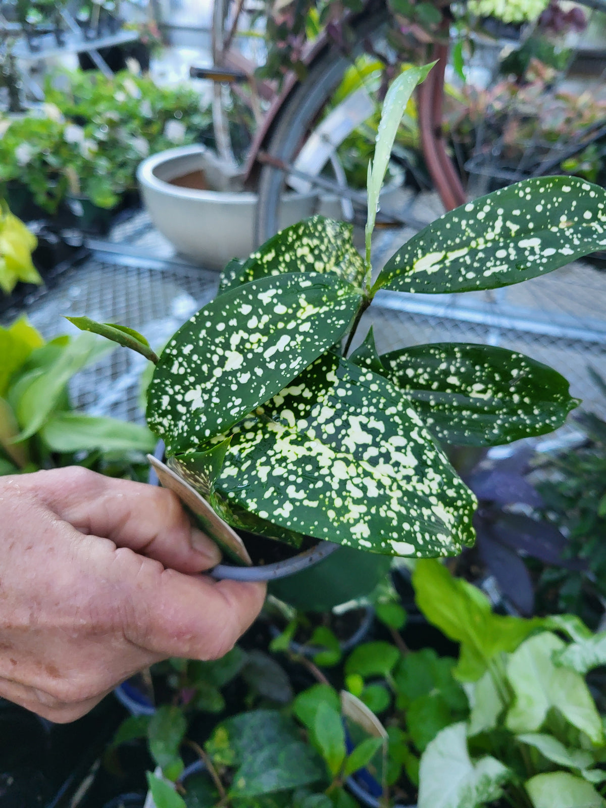 Dracaena 'Florida Beauty'