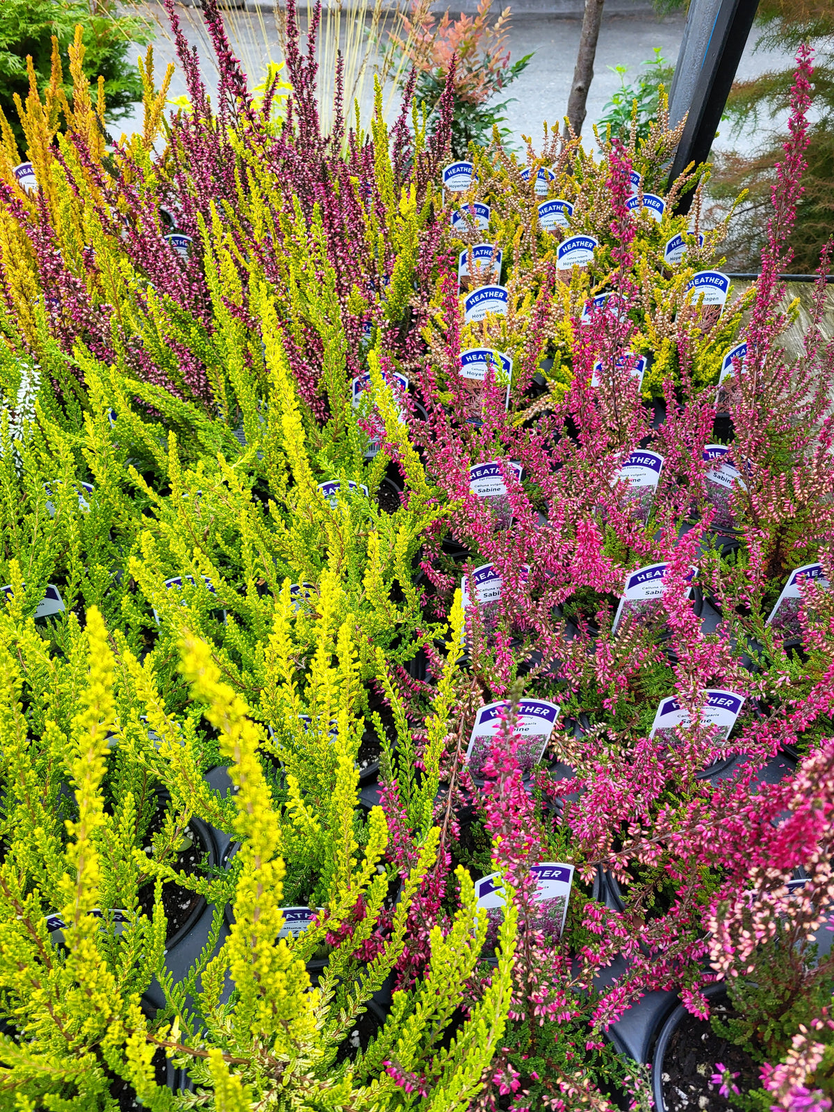 Calluna 4"