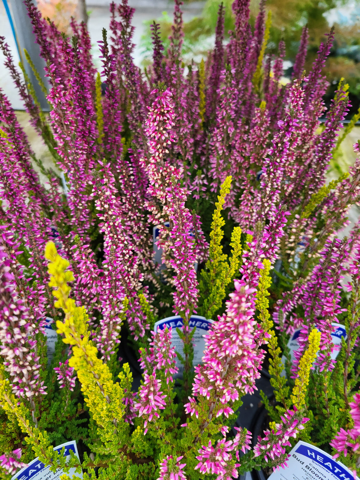 Calluna Bud Bloomer Doubles